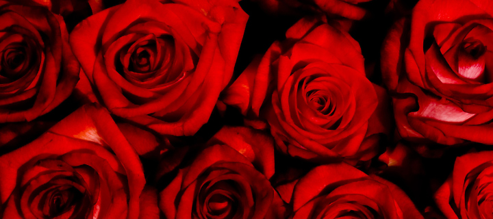 Red Flowers Of Love screenshot #1 720x320