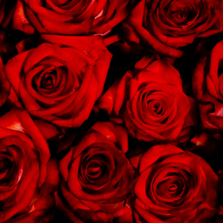 Red Flowers Of Love papel de parede para celular para 208x208