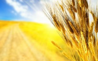 Golden Wheat - Fondos de pantalla gratis 