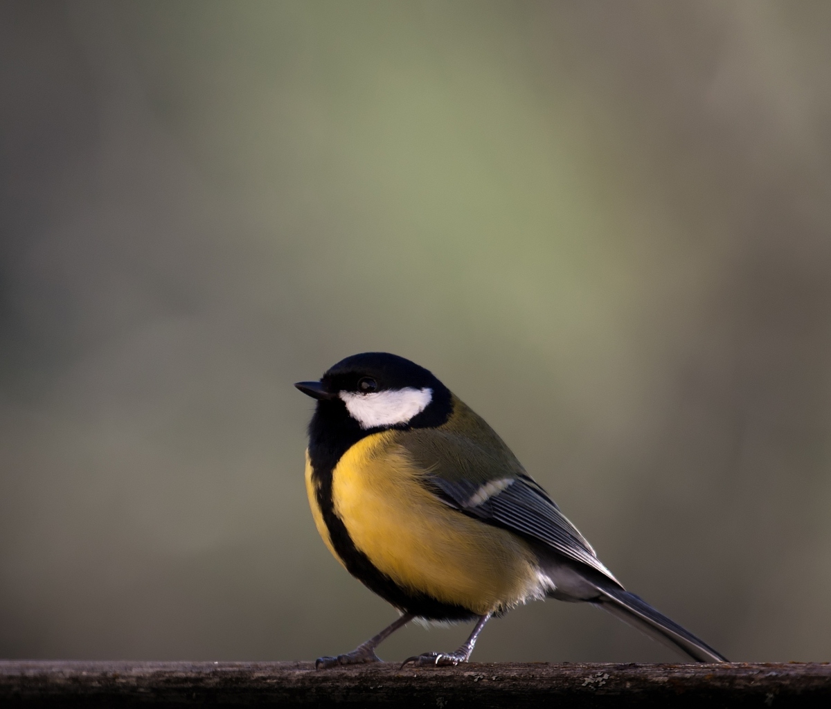 Yellow Bird wallpaper 1200x1024