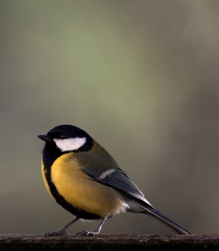 Yellow Bird - Obrázkek zdarma pro Nokia Asha 306