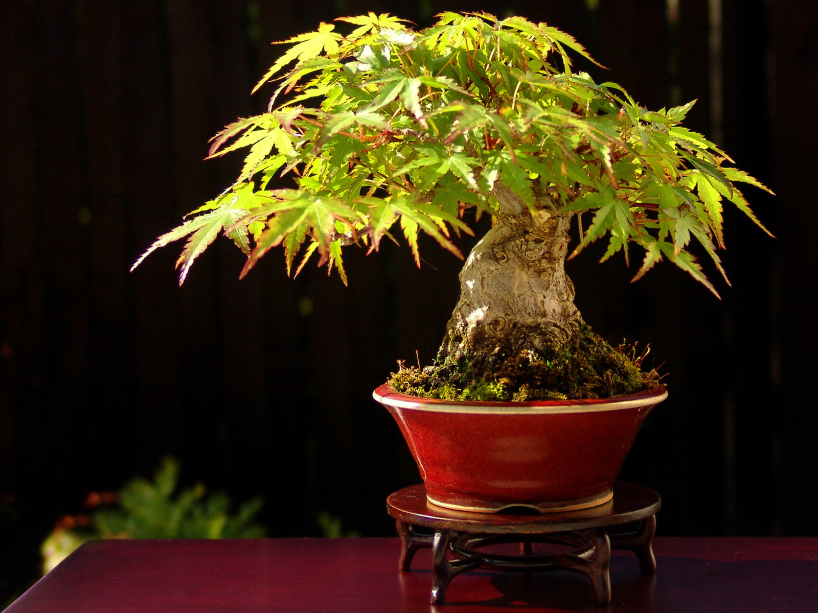 Screenshot №1 pro téma Bonsai Tree 1600x1200