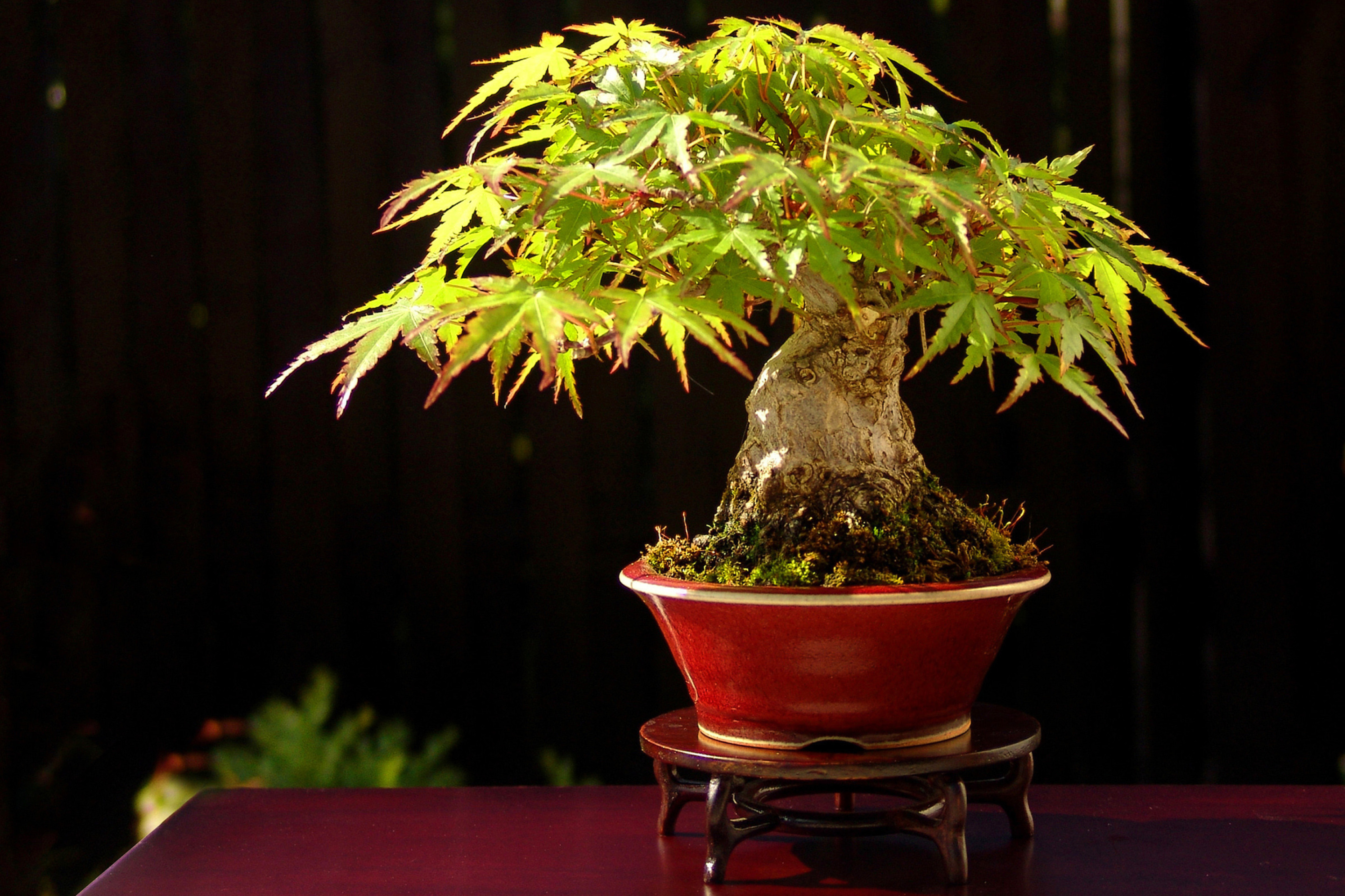 Screenshot №1 pro téma Bonsai Tree 2880x1920