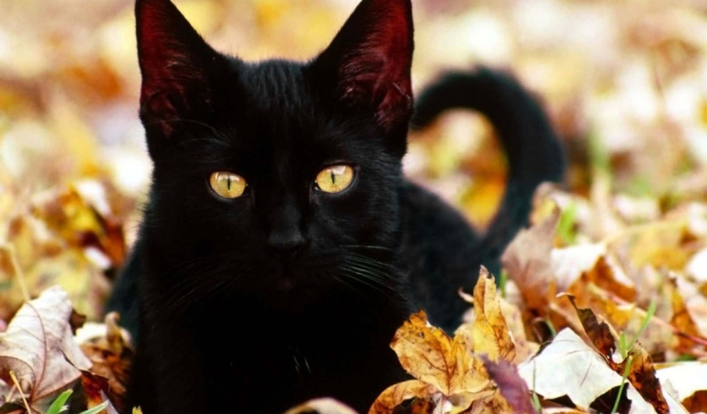 Screenshot №1 pro téma Black Cat In Leaves 1024x600