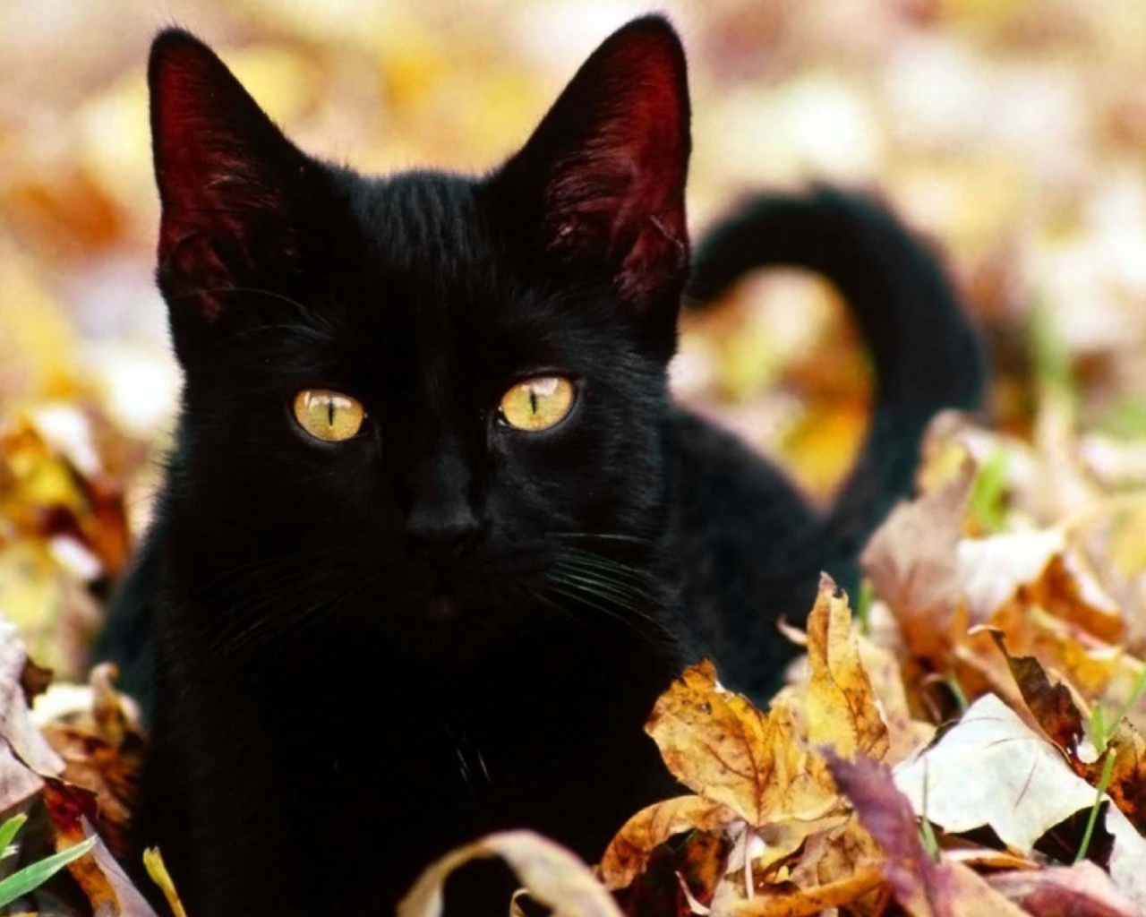 Fondo de pantalla Black Cat In Leaves 1280x1024