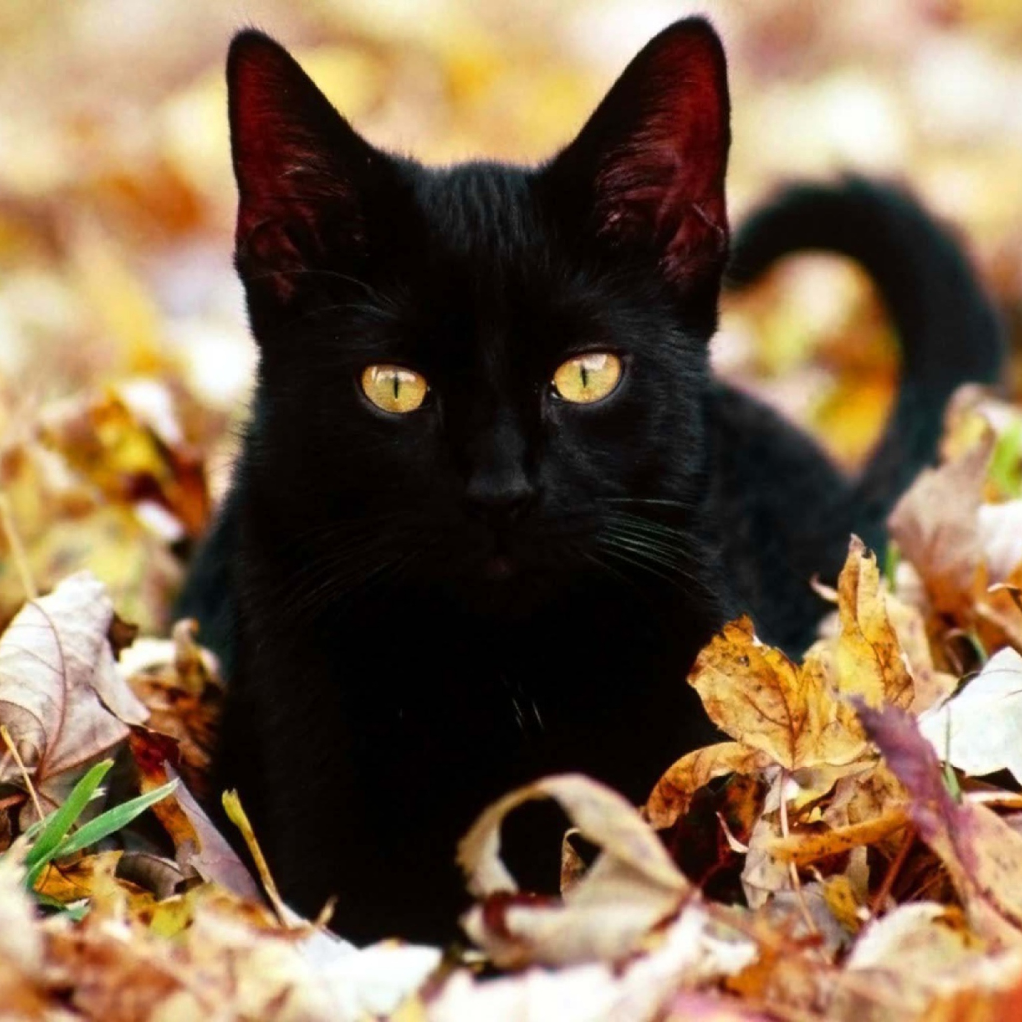 Black Cat In Leaves wallpaper 2048x2048
