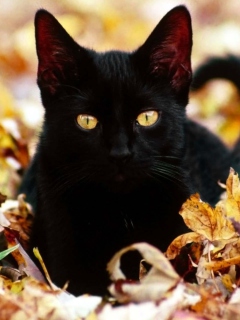 Black Cat In Leaves screenshot #1 240x320