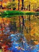 Autumn pond and leaves wallpaper 132x176