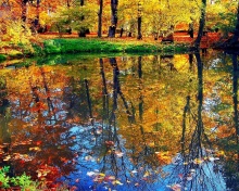 Autumn pond and leaves wallpaper 220x176