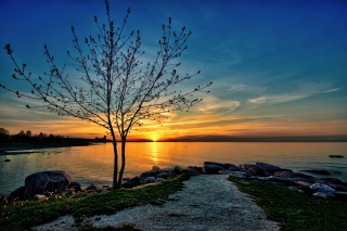 Sunset Behind Tree - Obrázkek zdarma pro HTC EVO 4G