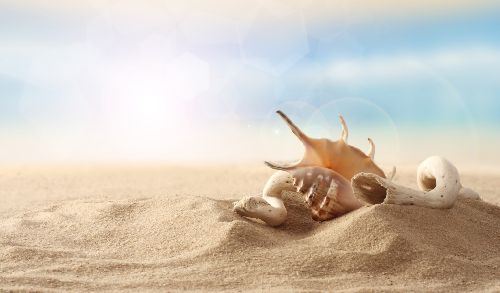 Screenshot №1 pro téma Sea Shells On Sand 1024x600