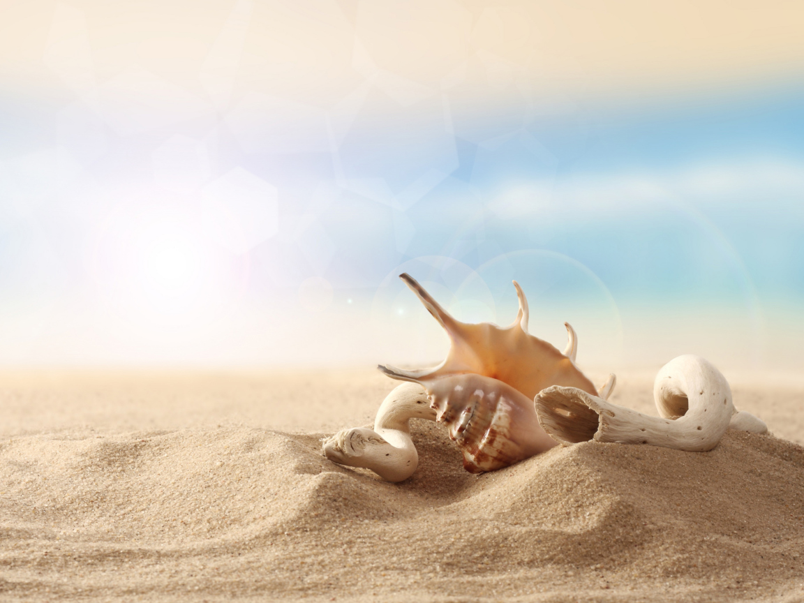 Обои Sea Shells On Sand 1152x864