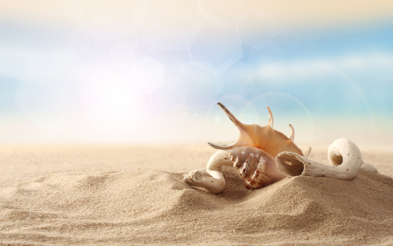 Sfondi Sea Shells On Sand 1280x800