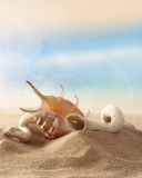 Screenshot №1 pro téma Sea Shells On Sand 128x160