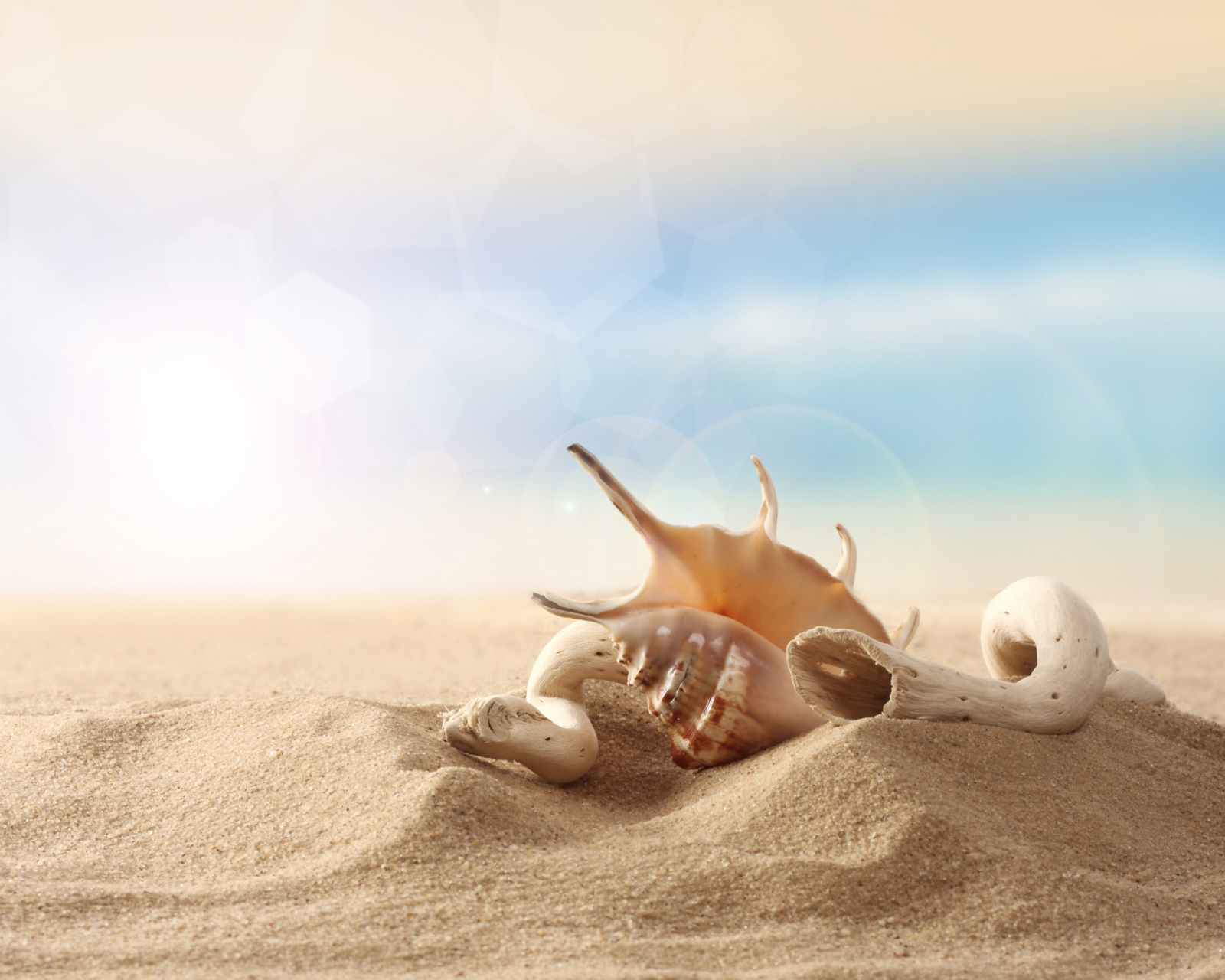 Обои Sea Shells On Sand 1600x1280