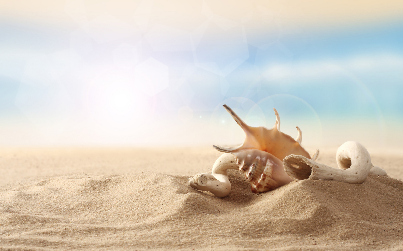Обои Sea Shells On Sand 1680x1050