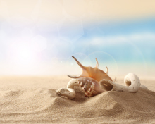 Обои Sea Shells On Sand 220x176