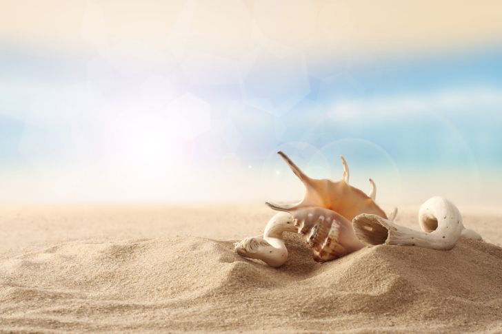 Das Sea Shells On Sand Wallpaper
