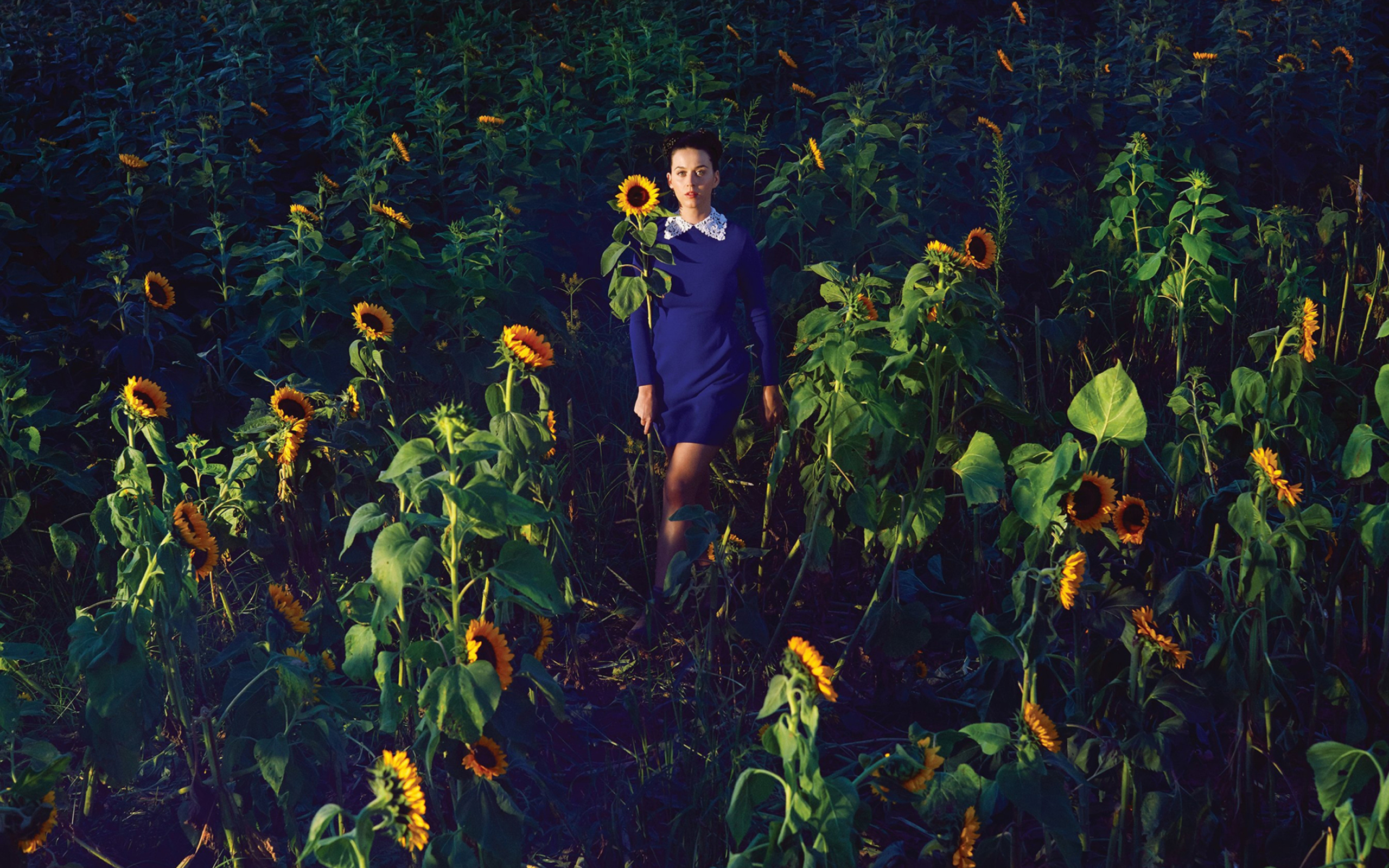 Girl In Blue Dress In Sunflower Field wallpaper 2560x1600