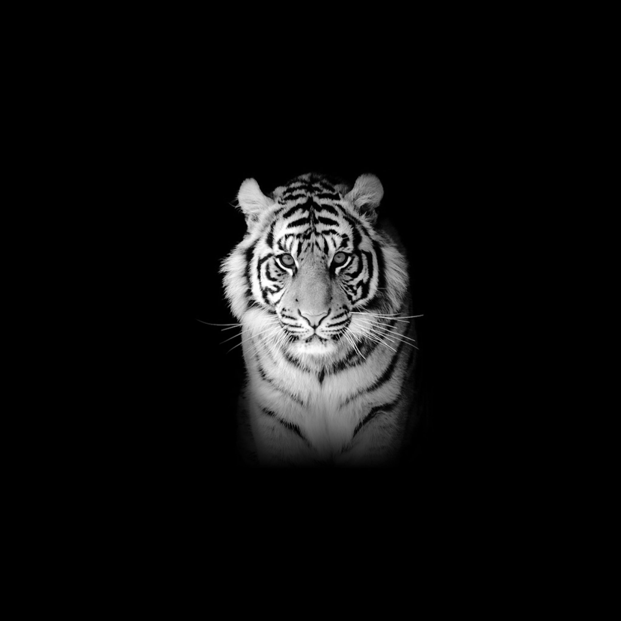 Das Tiger Wallpaper 2048x2048