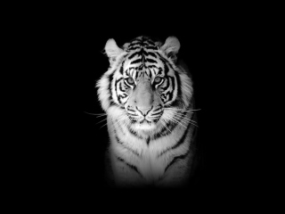 Fondo de pantalla Tiger 320x240