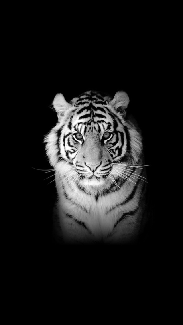 Fondo de pantalla Tiger 640x1136
