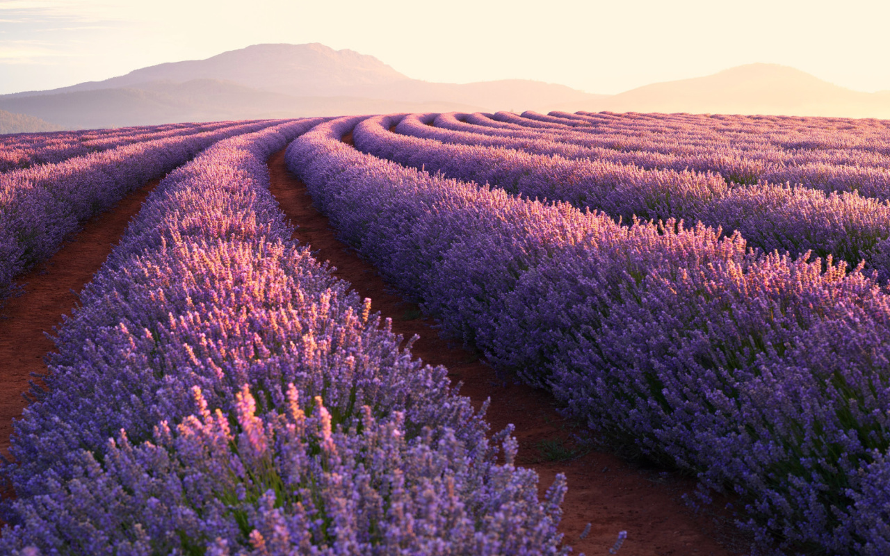 Fondo de pantalla Lavender Photoshoot 1280x800