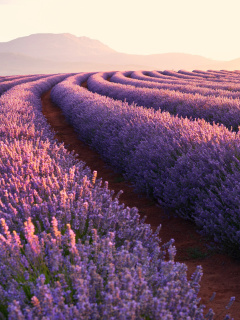 Fondo de pantalla Lavender Photoshoot 240x320