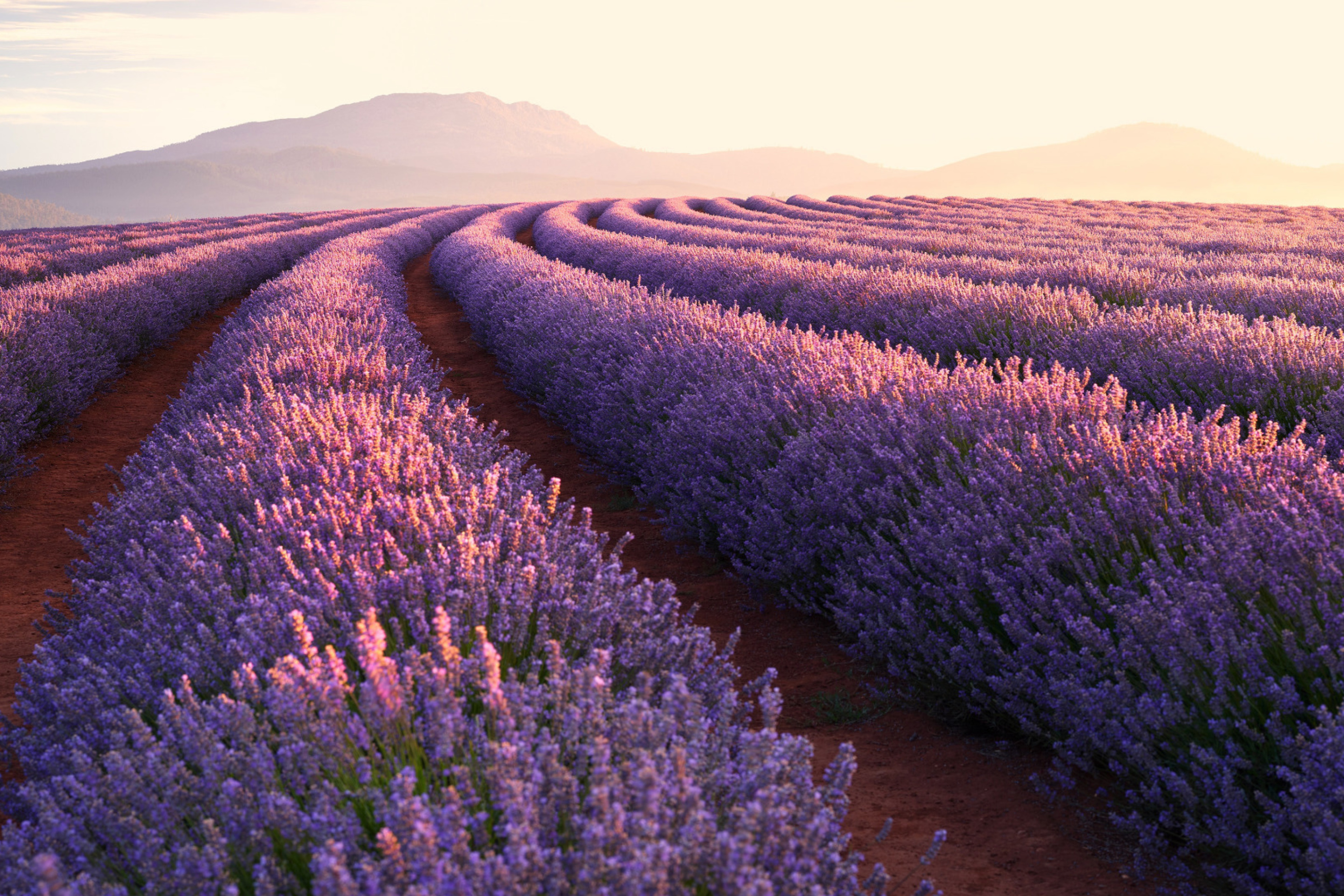 Fondo de pantalla Lavender Photoshoot 2880x1920