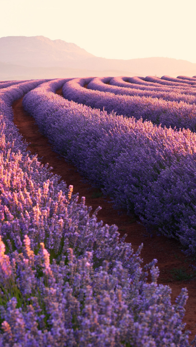 Lavender Photoshoot wallpaper 640x1136