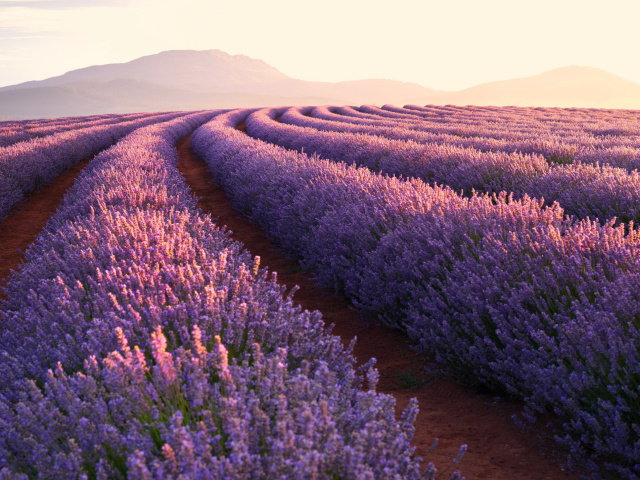 Das Lavender Photoshoot Wallpaper 640x480