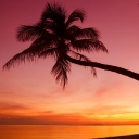 Screenshot №1 pro téma Purple Sunset And Palm Tree 128x128