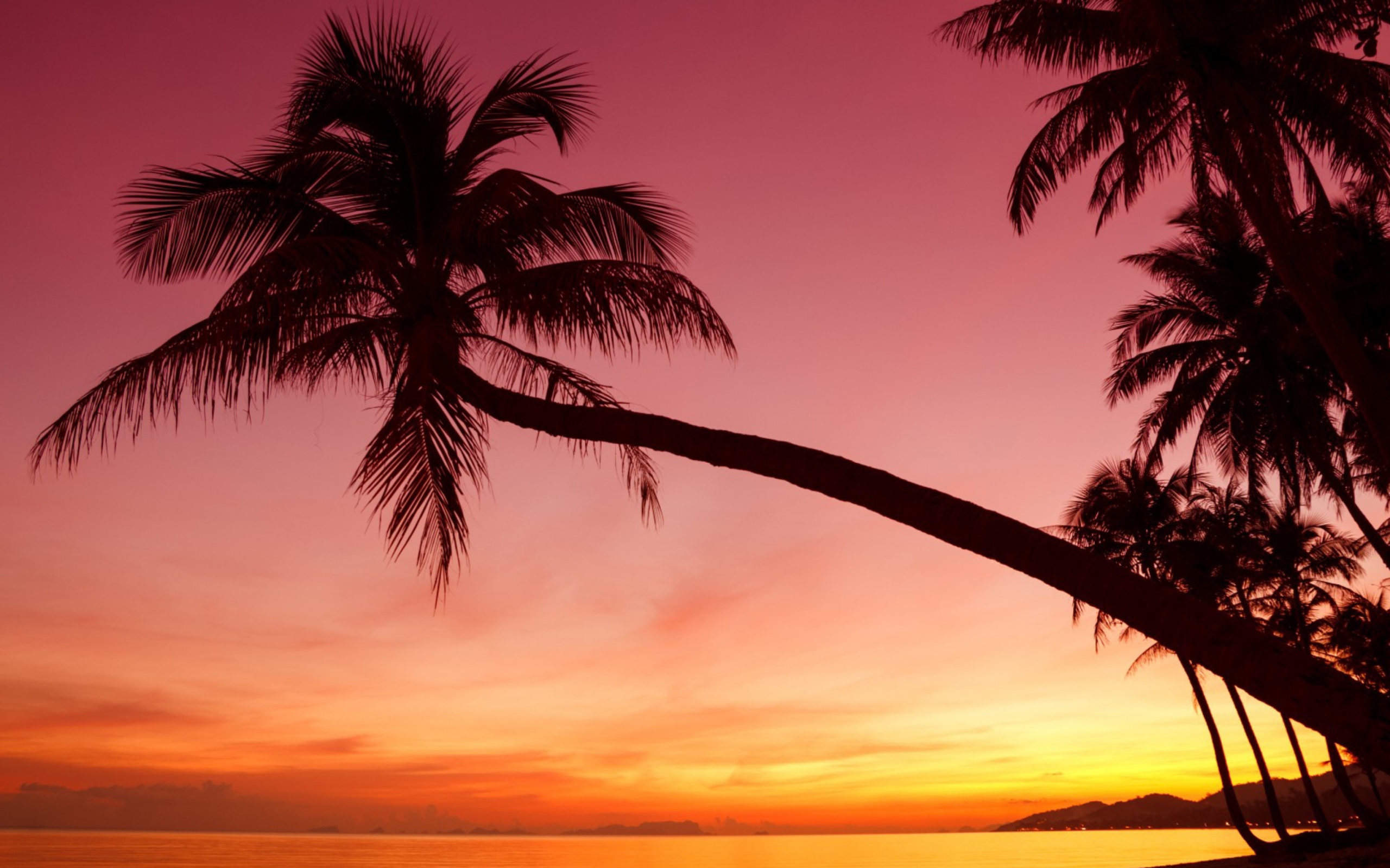 Das Purple Sunset And Palm Tree Wallpaper 2560x1600