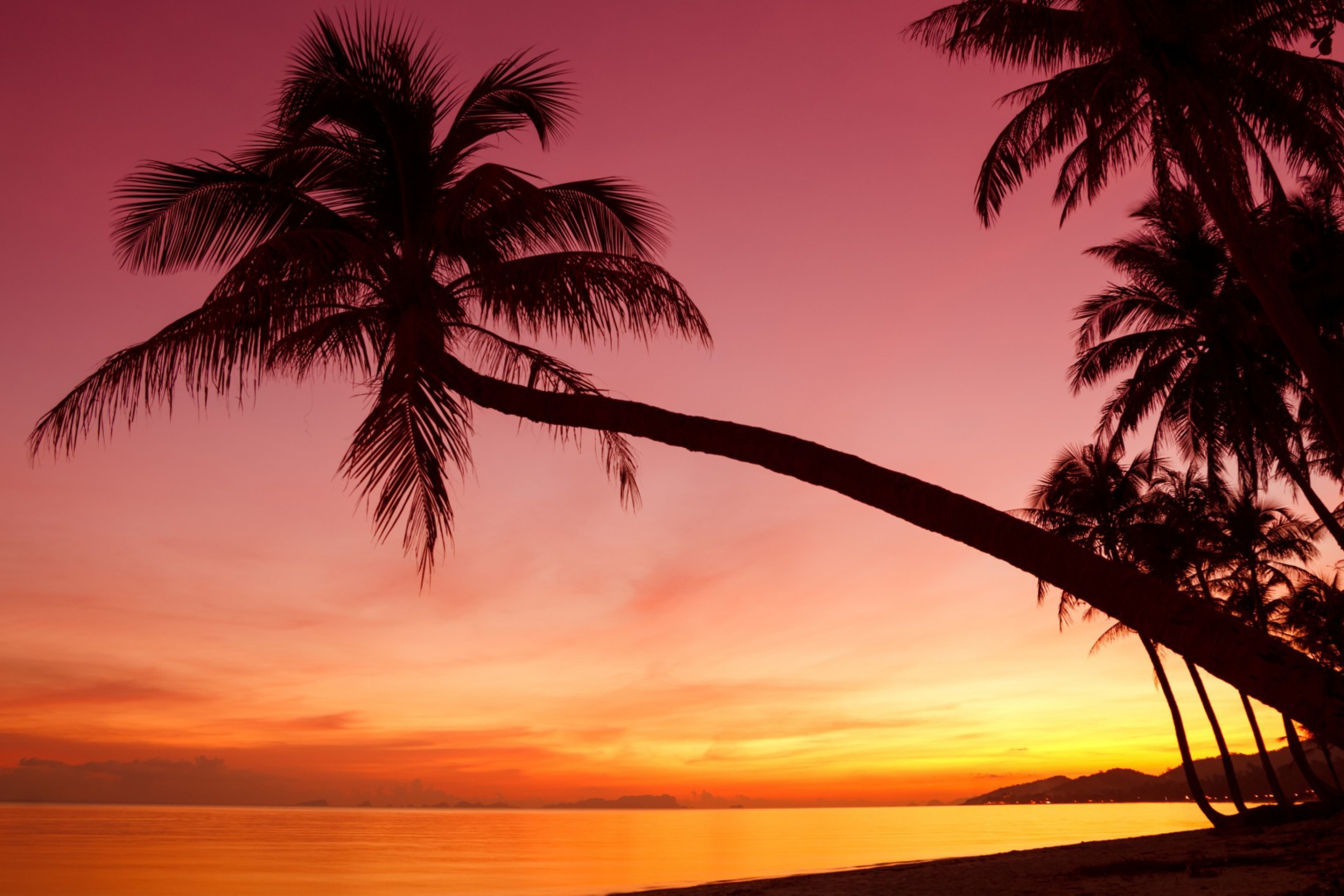 Screenshot №1 pro téma Purple Sunset And Palm Tree 2880x1920