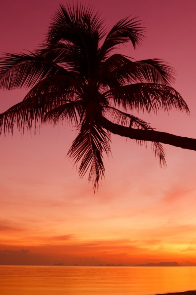 Sfondi Purple Sunset And Palm Tree 640x960