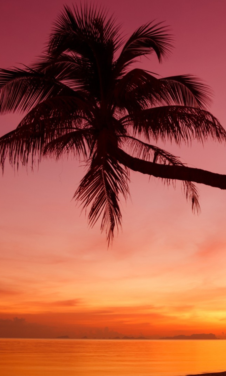 Screenshot №1 pro téma Purple Sunset And Palm Tree 768x1280