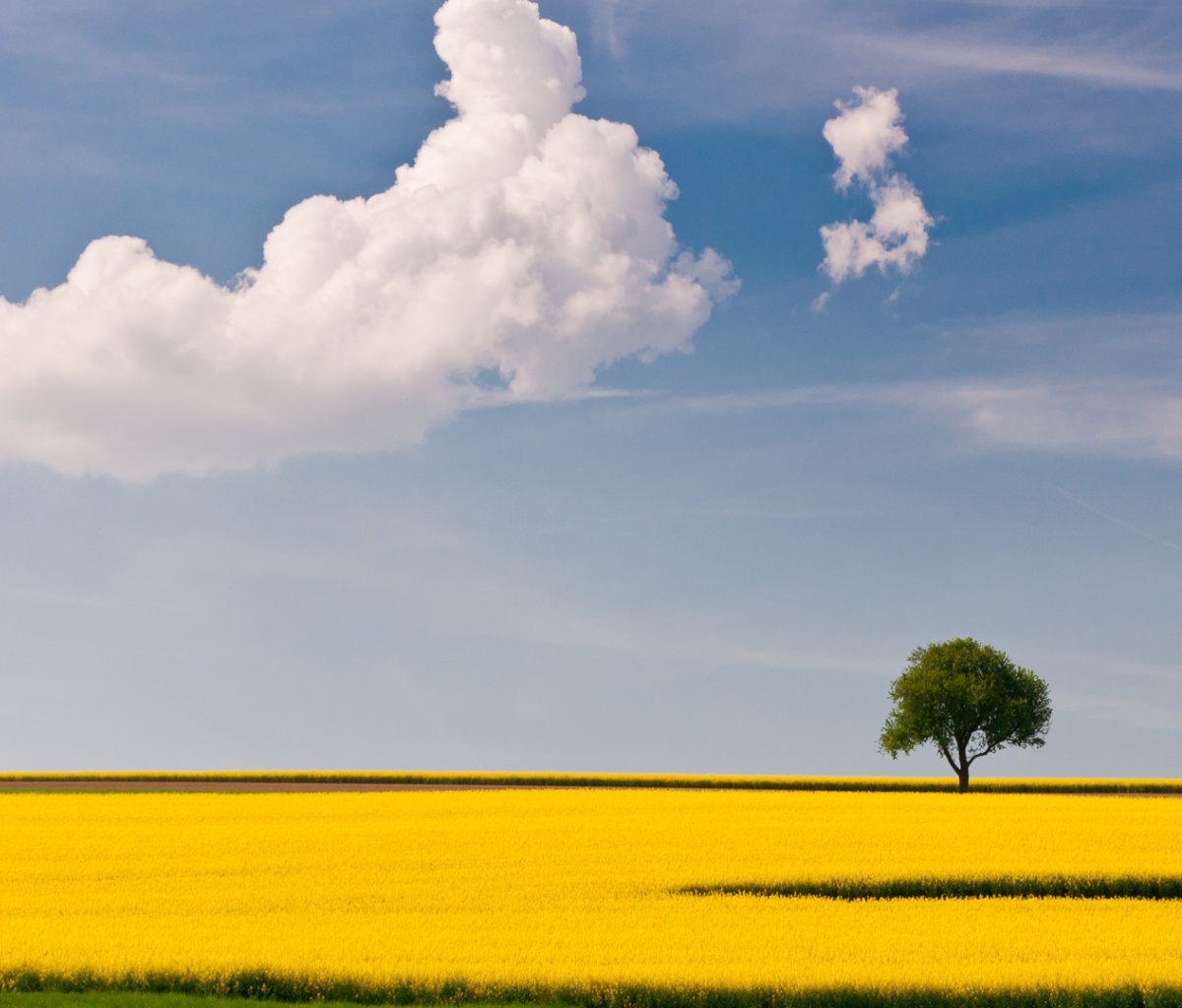 Das Yellow Field and Clouds HQ Wallpaper 1200x1024
