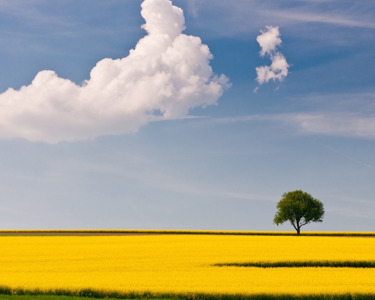 Sfondi Yellow Field and Clouds HQ 1280x1024