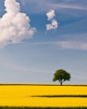 Yellow Field and Clouds HQ wallpaper 128x160