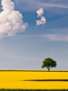 Screenshot №1 pro téma Yellow Field and Clouds HQ 240x320