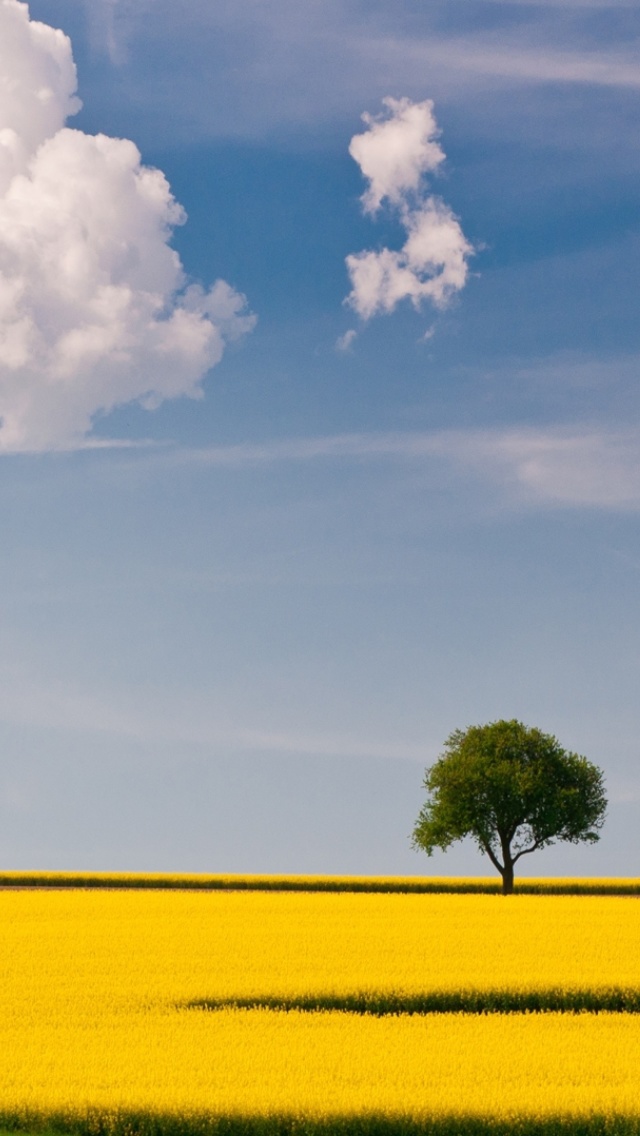 Das Yellow Field and Clouds HQ Wallpaper 640x1136
