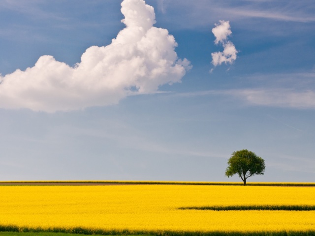 Обои Yellow Field and Clouds HQ 640x480