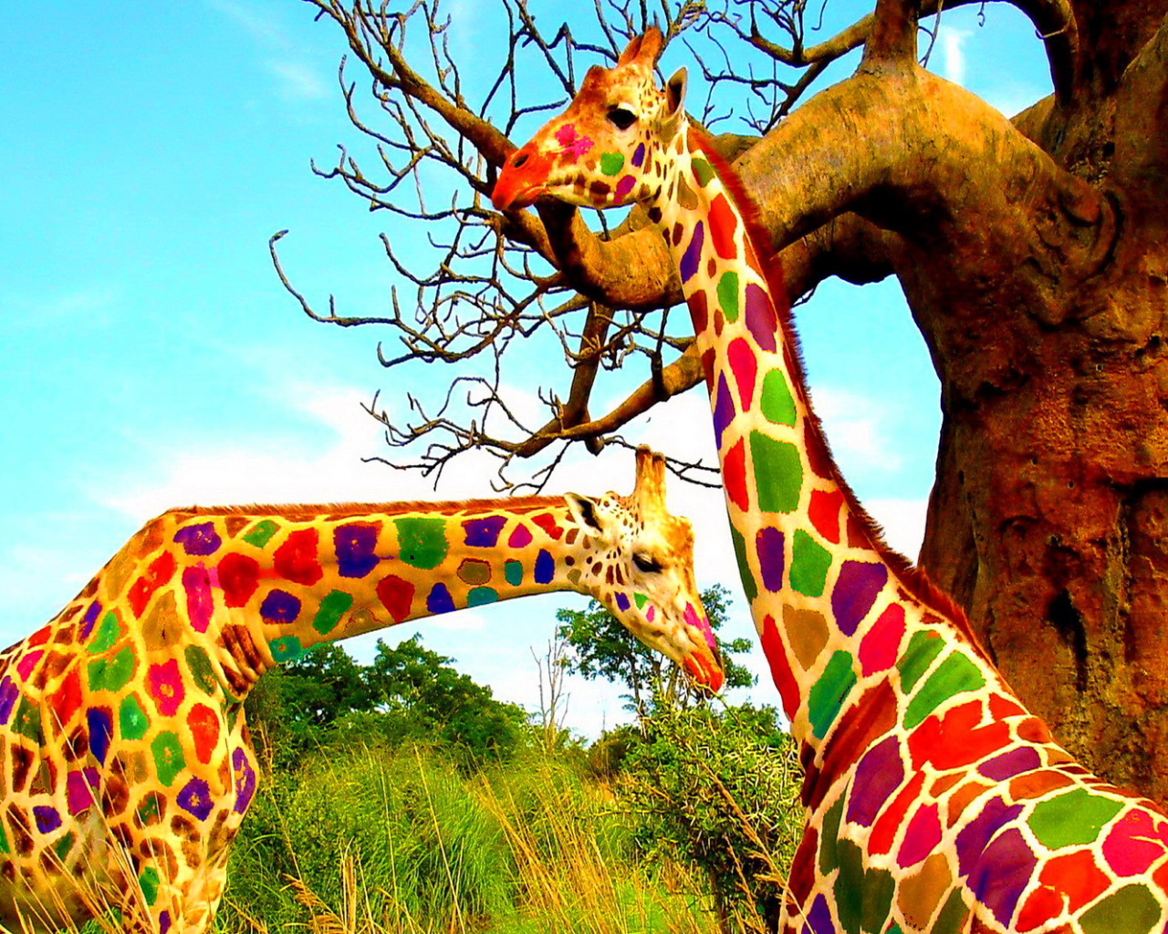 Fondo de pantalla Multicolored Giraffe Family 1280x1024