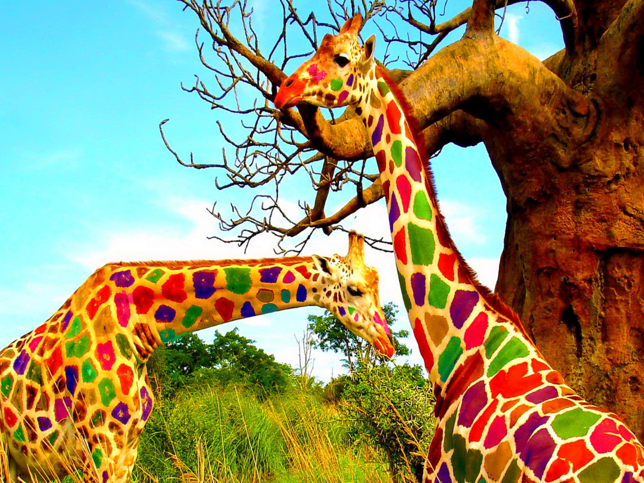 Multicolored Giraffe Family wallpaper 1280x960
