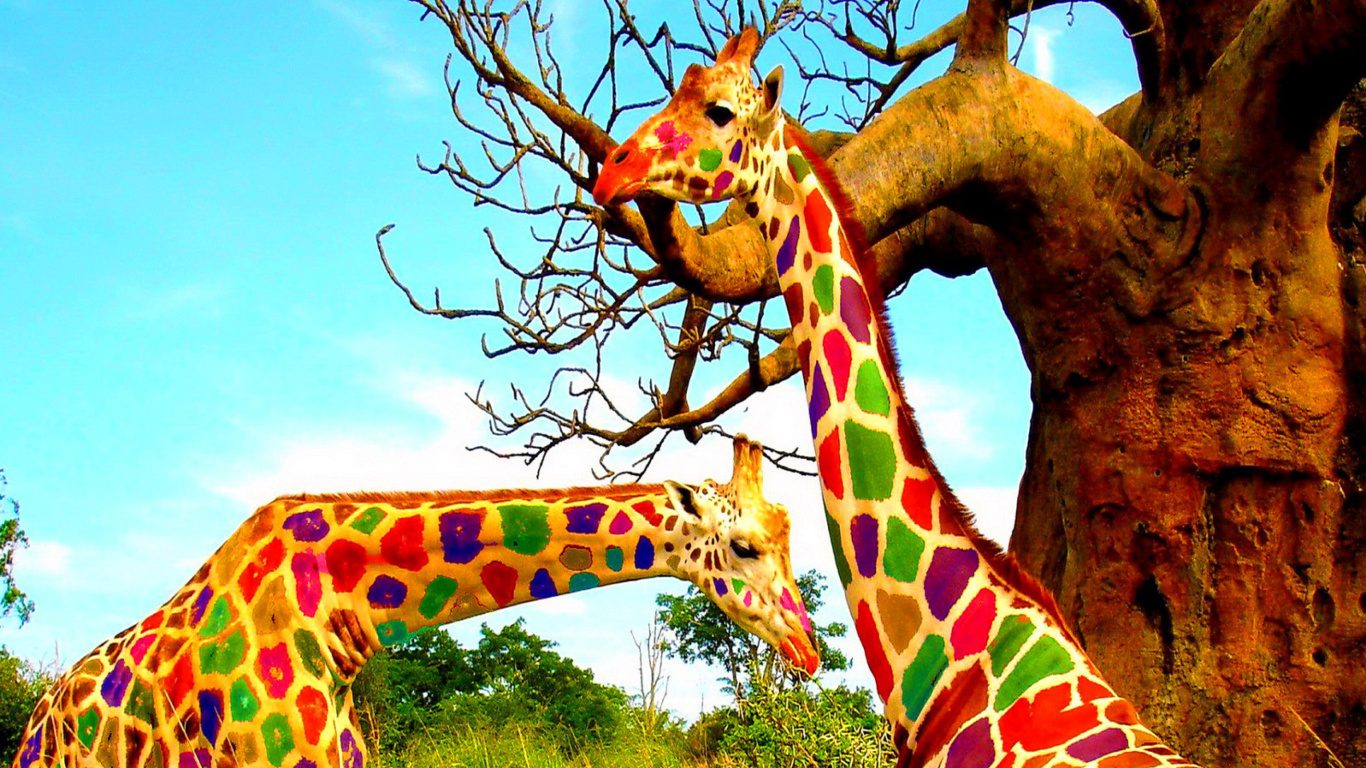Fondo de pantalla Multicolored Giraffe Family 1366x768