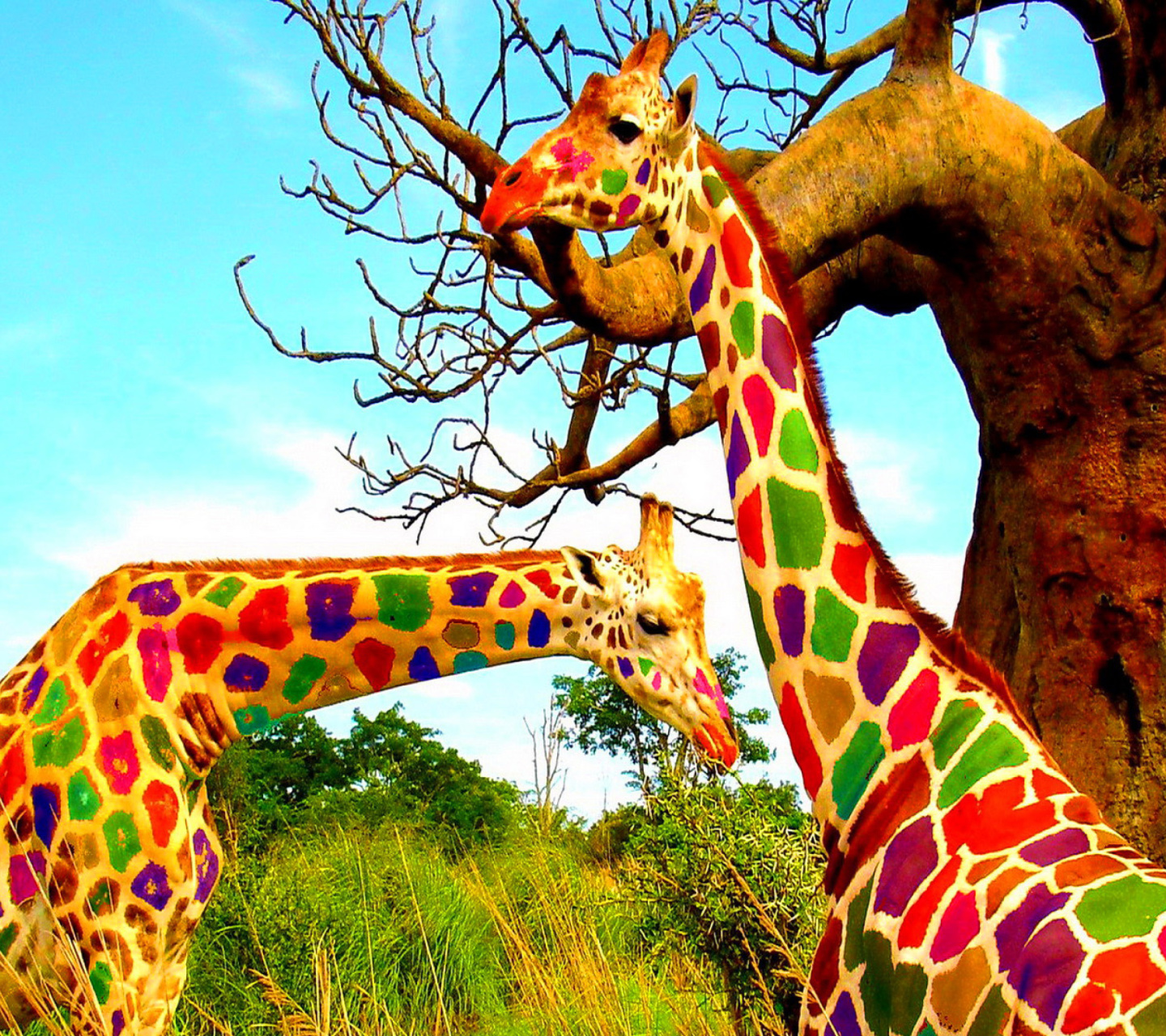 Sfondi Multicolored Giraffe Family 1440x1280