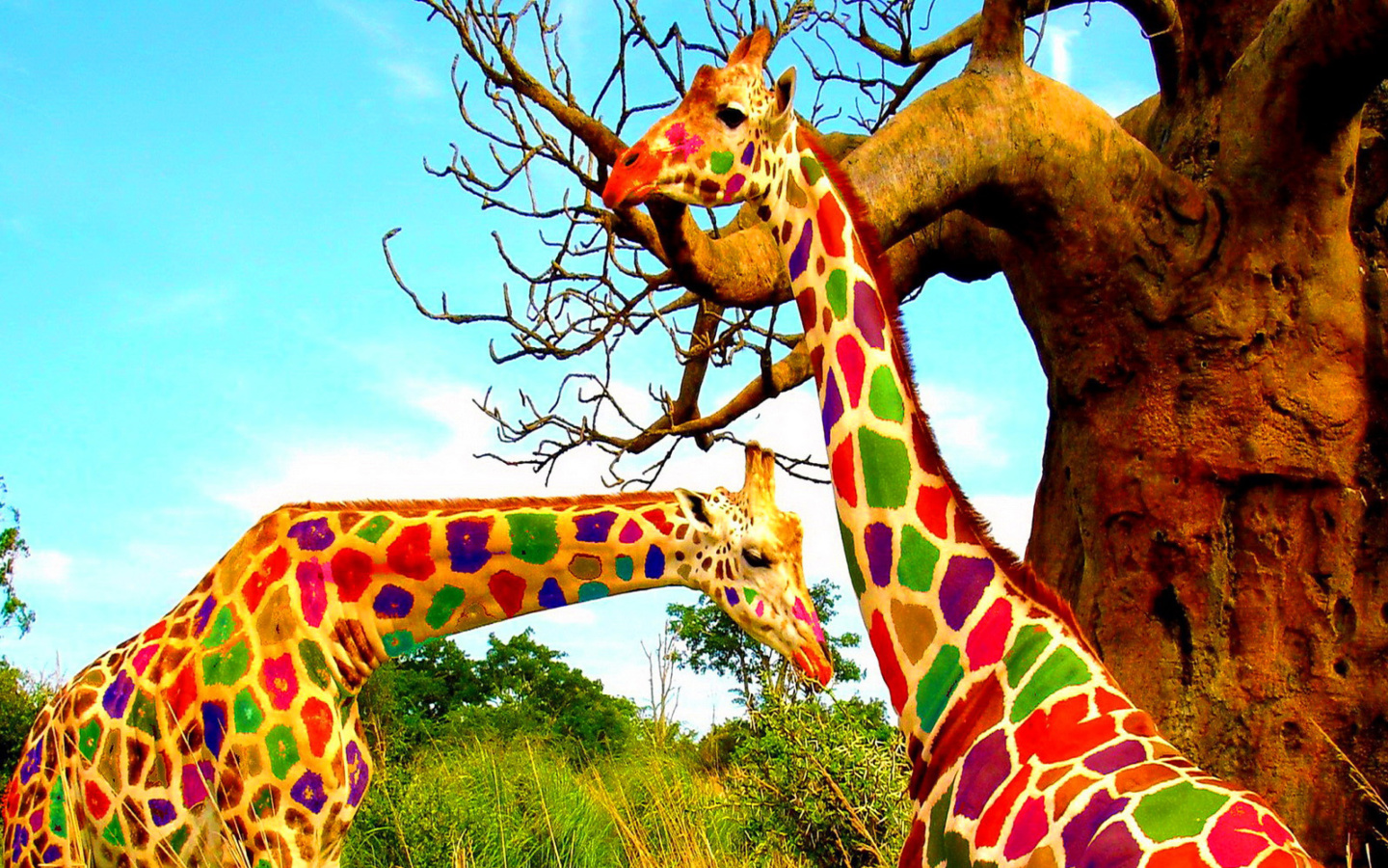 Fondo de pantalla Multicolored Giraffe Family 1440x900