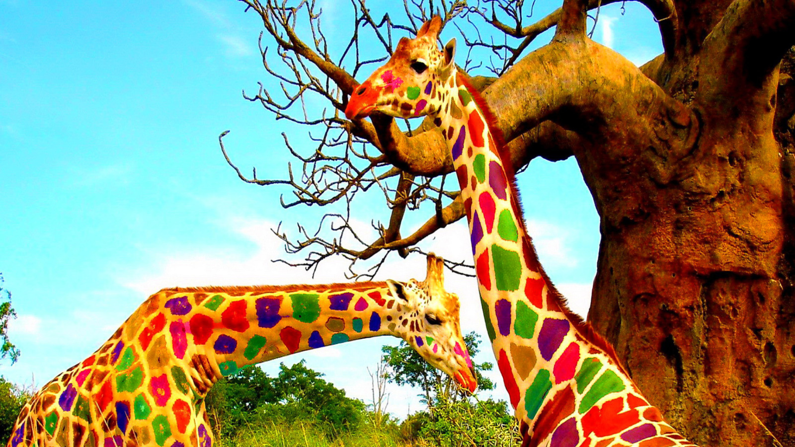Screenshot №1 pro téma Multicolored Giraffe Family 1600x900