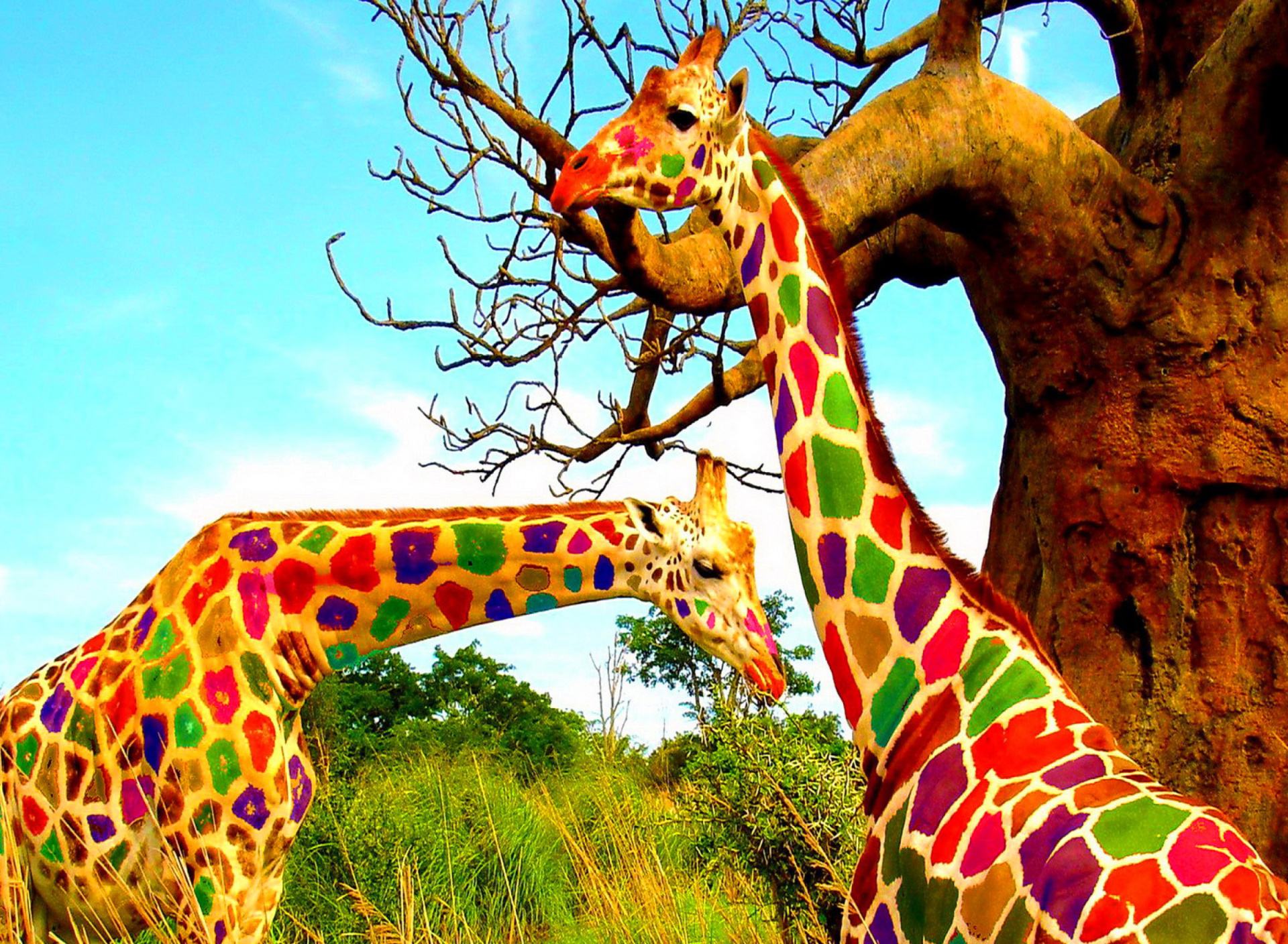 Multicolored Giraffe Family wallpaper 1920x1408
