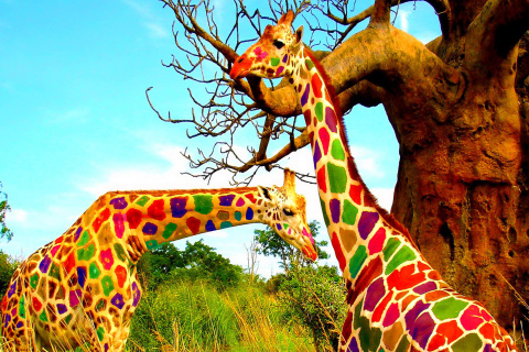Multicolored Giraffe Family wallpaper 480x320
